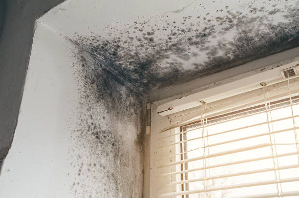 Affordable Commercial Mold Remediation solutions in Shade Gap, PA